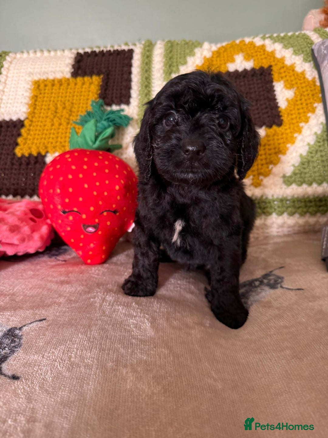 Cavapoo dogs for sale: stunning Cavapoos  - Image 2