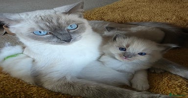 Ragdoll cats - Advert 5