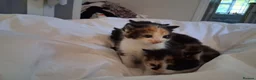 Mixed Breed cats for sale: BLACK OR TORTOISHELL KITTENS - Advert 7