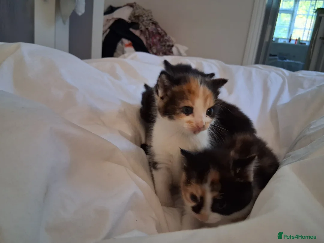 Mixed Breed cats for sale: BLACK OR TORTOISHELL KITTENS - Advert 7