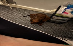 Dachshund dogs for sale: Puppy  - Image 3