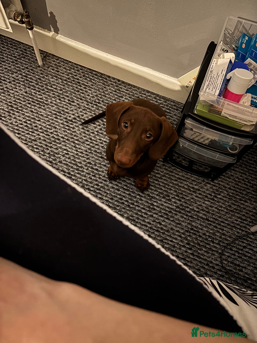 Dachshund dogs for sale: Puppy  - Image 3