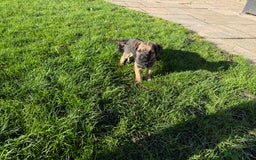 Border Terrier dogs for sale: 🧡Fabulous KC Border Terrier Girl - Image 3