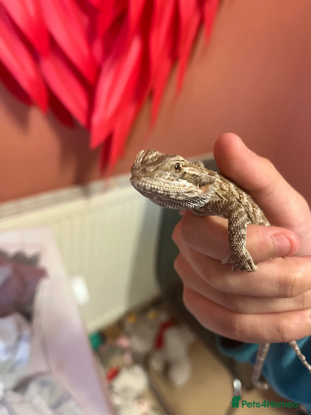 Bearded Dragon reptiles for sale: Baby Bearded dragon  - Advert 1