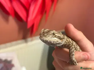 Bearded Dragon reptiles Baby Bearded dragon - Advert 1