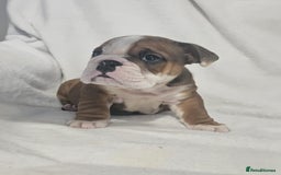 English Bulldog dogs for sale: Champion English bulldogs - Image 22