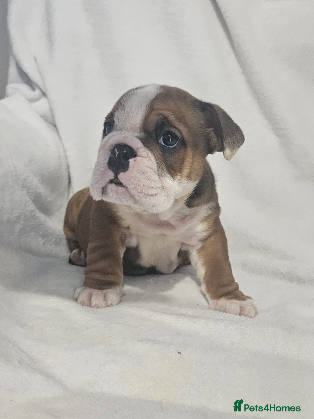 English Bulldog dogs for sale: Champion English bulldogs - Image 22