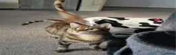 Mixed Breed cats for adoption: Chatty and Cuddly - Advert 5