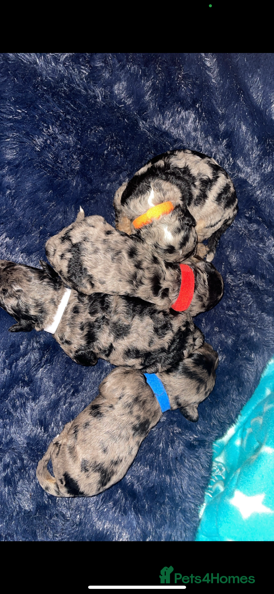 Mixed Breed dogs for sale: Cavapoochon X cockapoo - Image 13