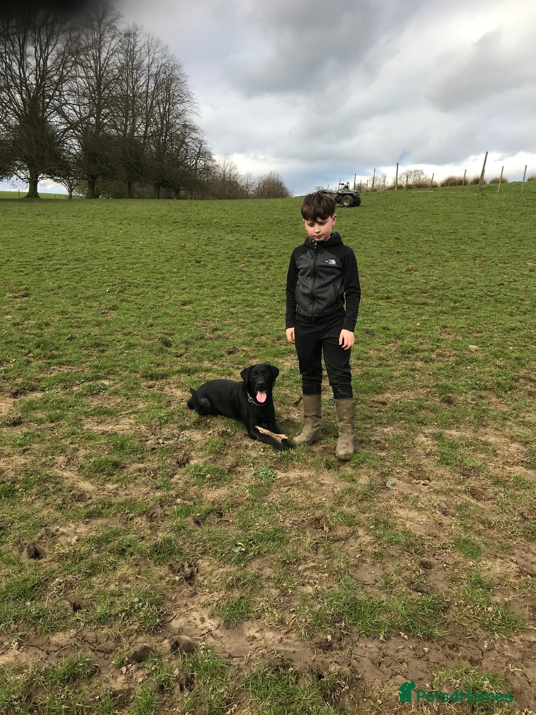 Labrador Retriever dogs for sale: Kc reg. black Labrador bitch. 4 year old - Advert 1