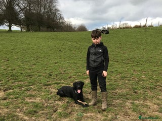 Labrador Retriever dogs Kc reg. black Labrador bitch. 4 year old - Advert 3