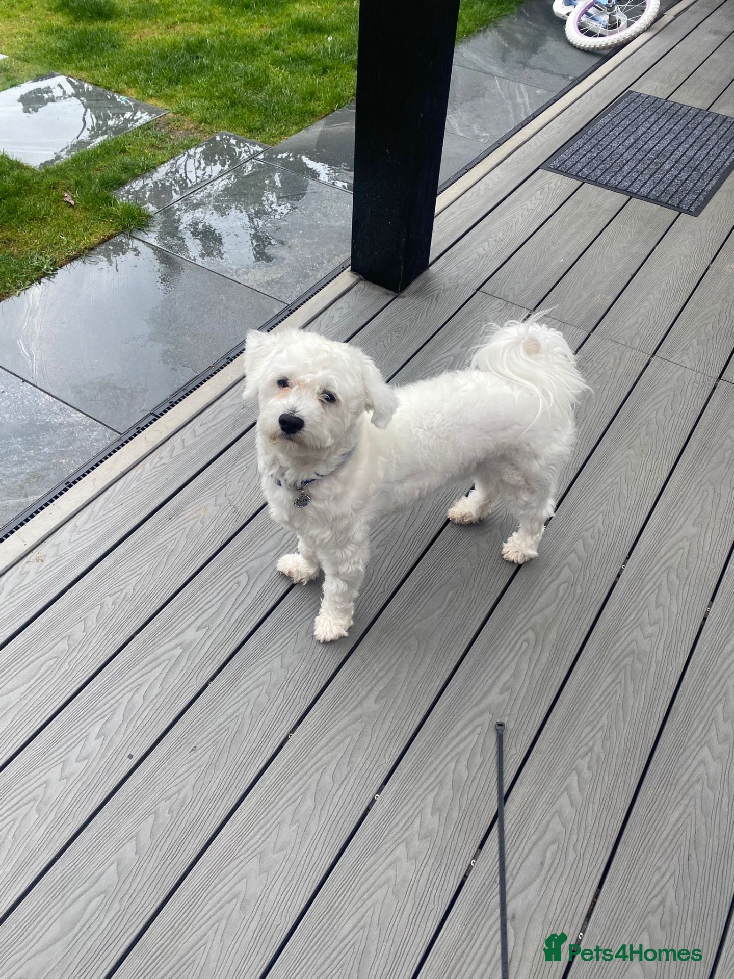 Bichon Frise dogs for sale: Bichon  - Advert 1