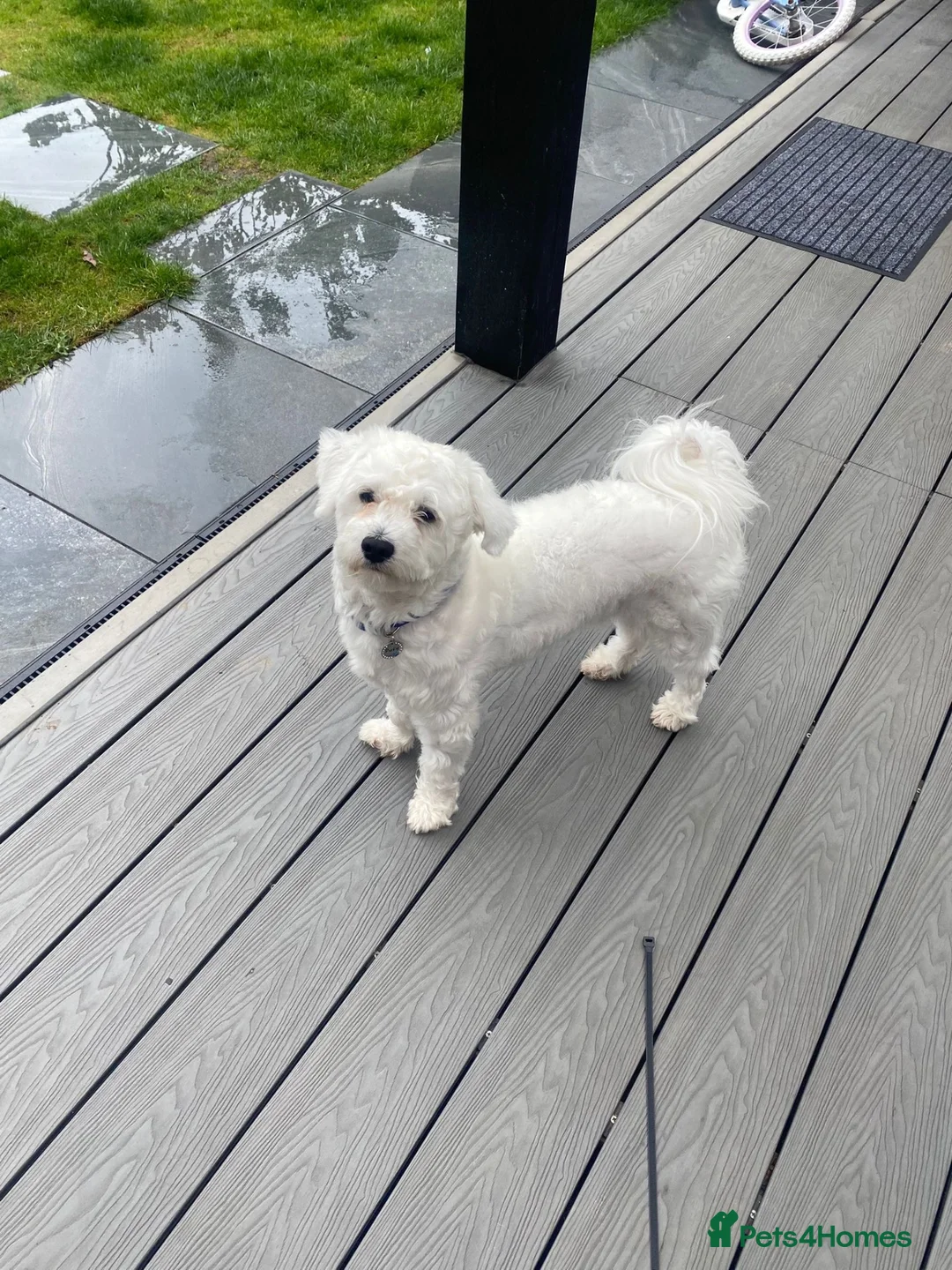Bichon Frise dogs for sale: Bichon  - Advert 1