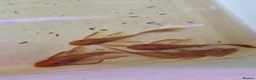 Plecos fish for sale: Longfin Super-red bristlenose Plecos  - Advert 2
