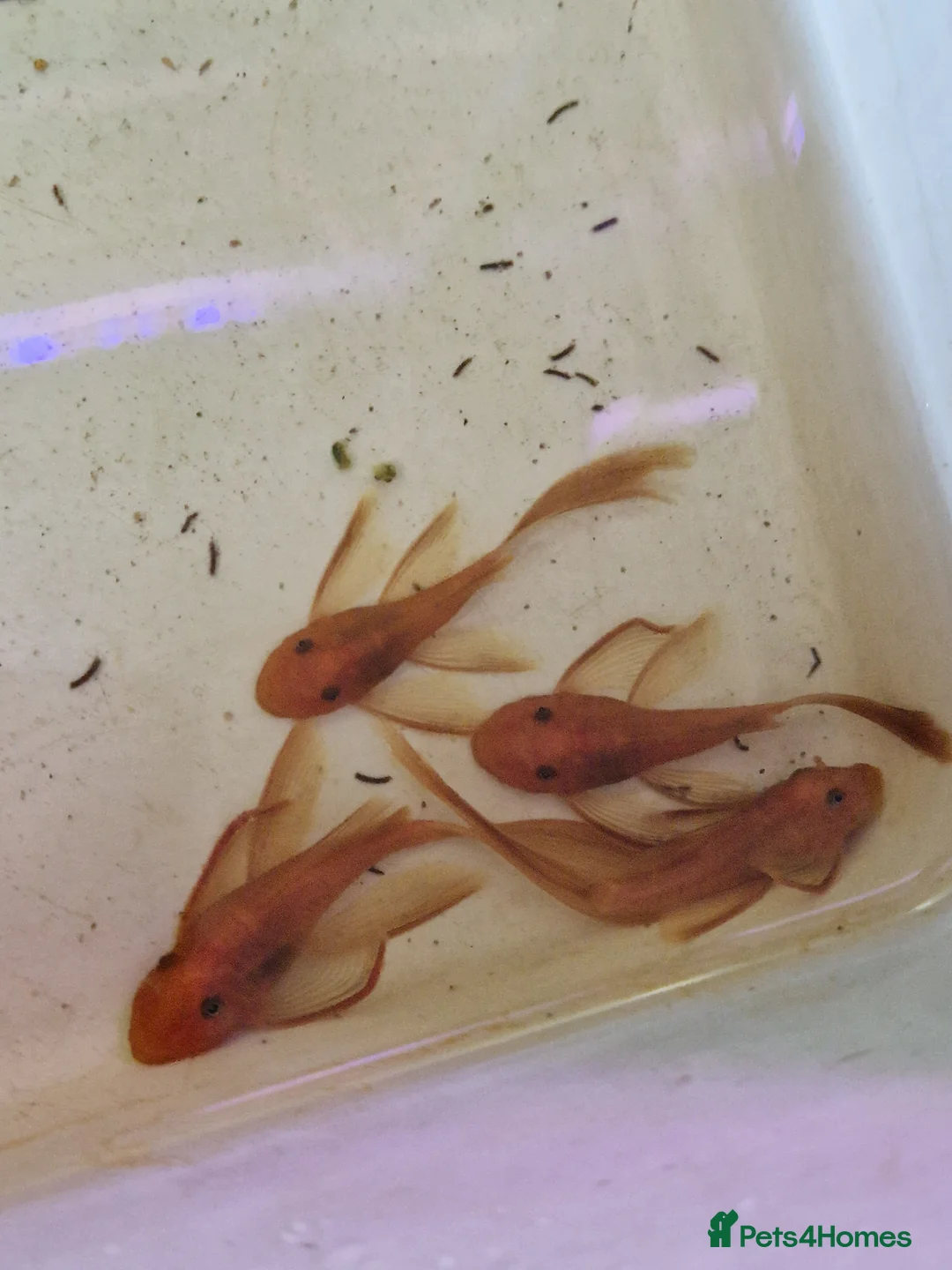 Plecos fish for sale: Longfin Super-red bristlenose Plecos  - Advert 2