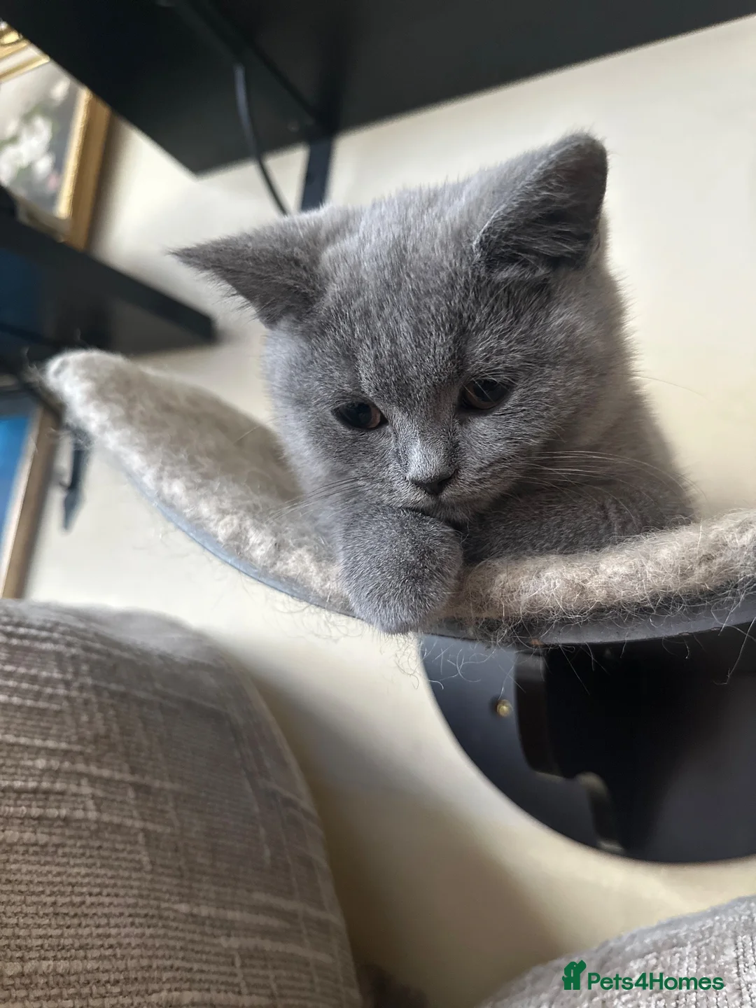 British Shorthair cats for sale: Pure Pedigree GCCF-Registered kittens  - Advert 2
