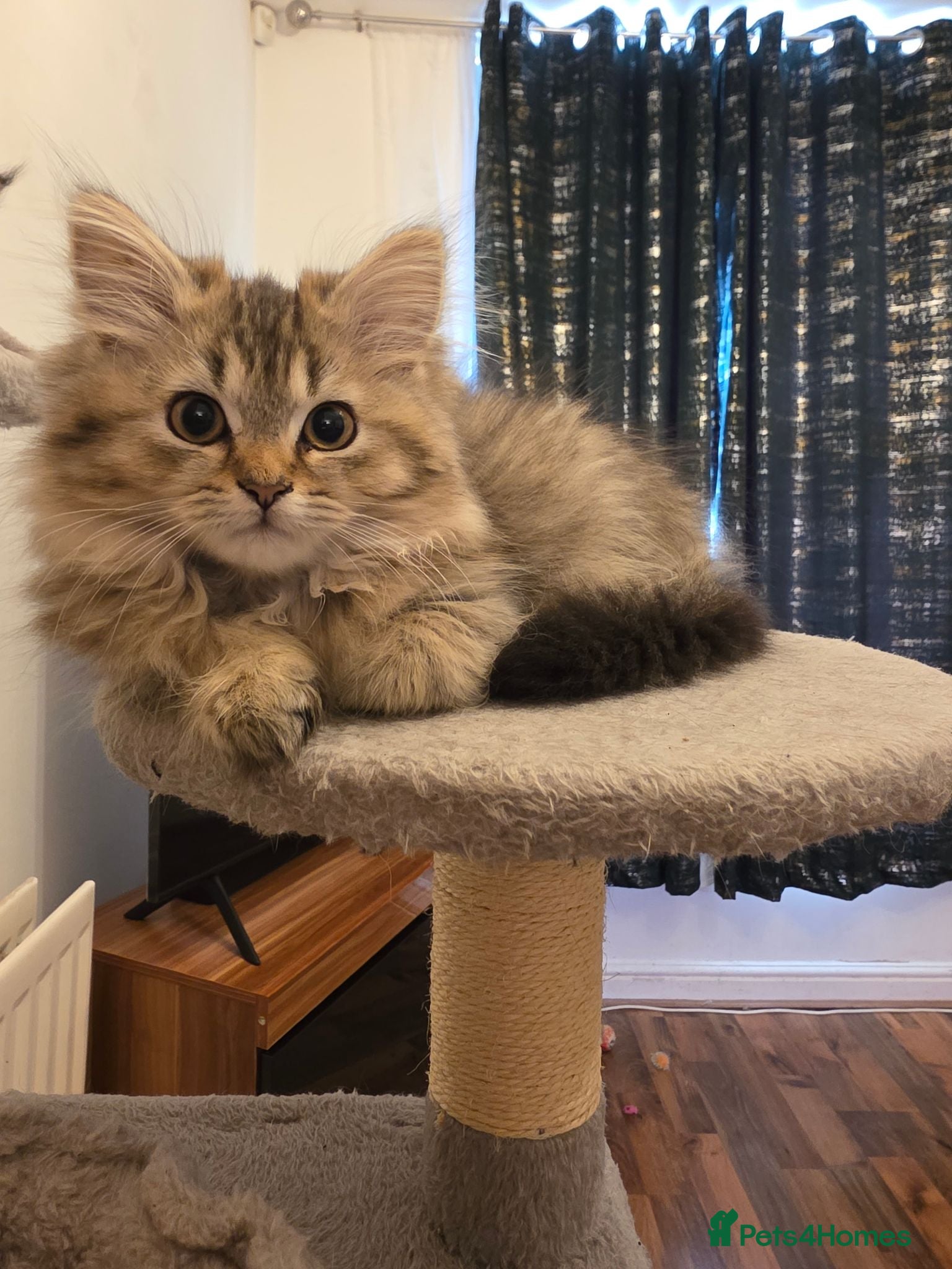 Persian cats Beautiful dollface persian chinchilla kittens  - Advert 2