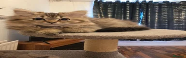 Persian 2