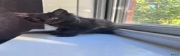 Maine Coon cats for sale: 🐾 BEAUTIFUL BLACK SMOKE MAINE COON KITTENS 🐾 - Advert 14