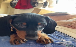 Dachshund dogs for sale: 2 Sausage dog female puppies for sale - Image 9