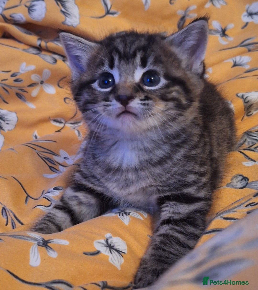 Mixed Breed cats for sale: Mixed Half Bengal kittens  - Advert 5