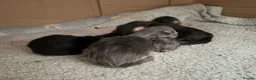 Maine Coon cats for sale: Purebred Maine Coon Kittens.Blue,Black Smoke,Tabby - Advert 21