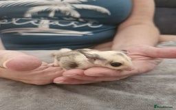 Sugar Glider rodents for sale: Breeding pair of  sugar gliders ready 13th sept   - Image 25