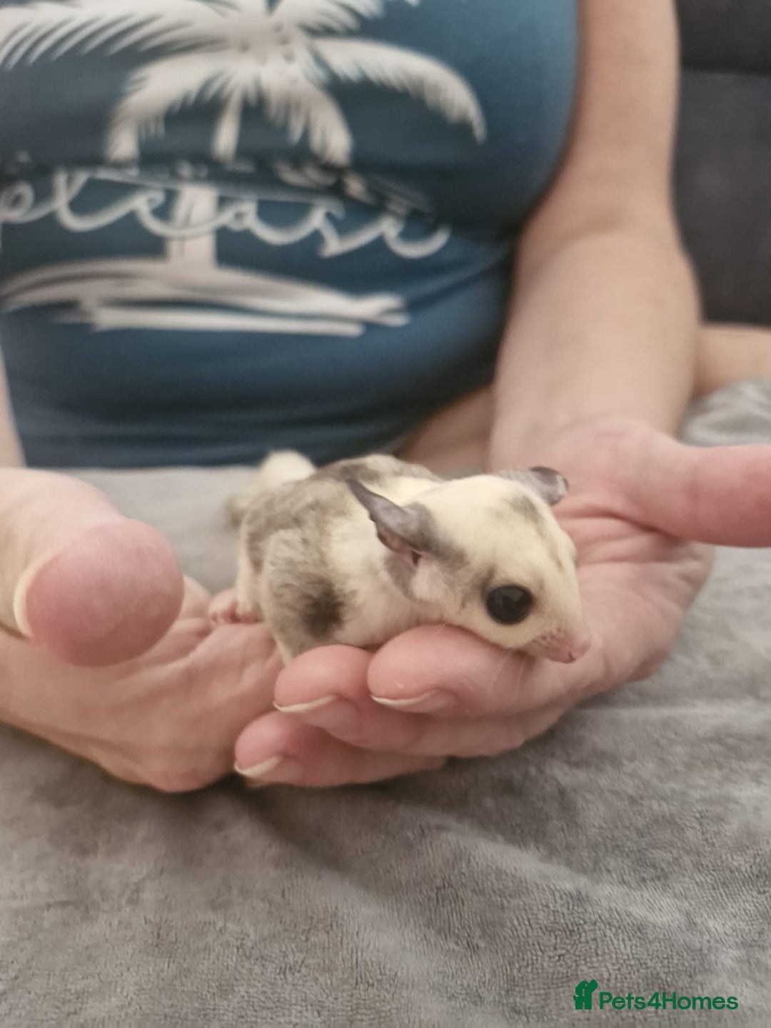 Sugar Glider rodents for sale: Breeding pair of  sugar gliders ready 13th sept   - Image 25