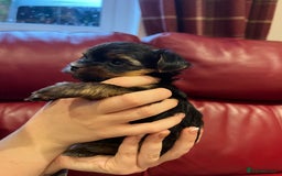 Yorkshire Terrier dogs for sale: Beautiful miniature Yorkie Biewer terriers - Image 25