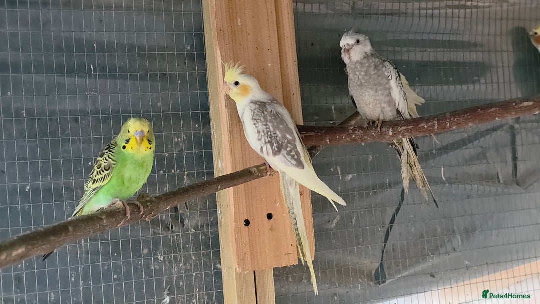 Cockatiels birds for sale: Silly hand tamed baby cockatiels for sale  - Advert 4