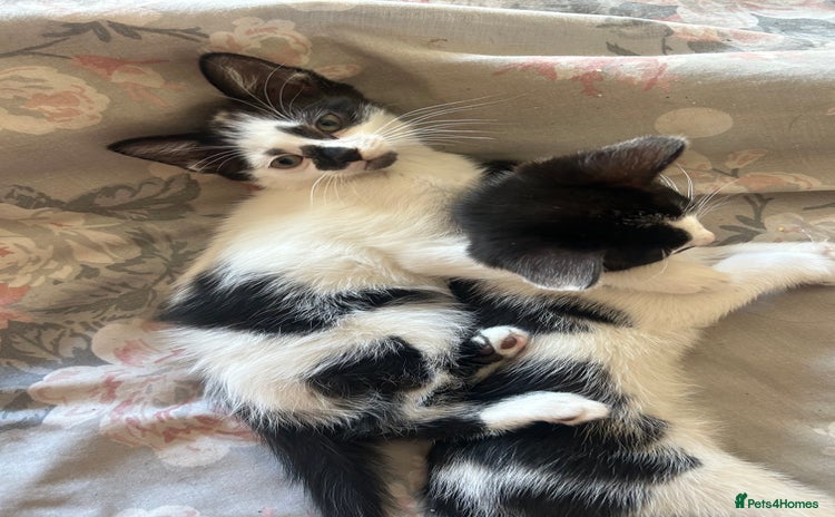 Domestic Shorthair cats KITTENSFORSALE!!!! - Advert 6