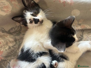 Domestic Shorthair cats KITTENSFORSALE!!!! - Advert 13