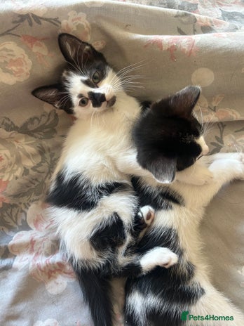 Domestic Shorthair cats KITTENSFORSALE!!!! - Advert 1
