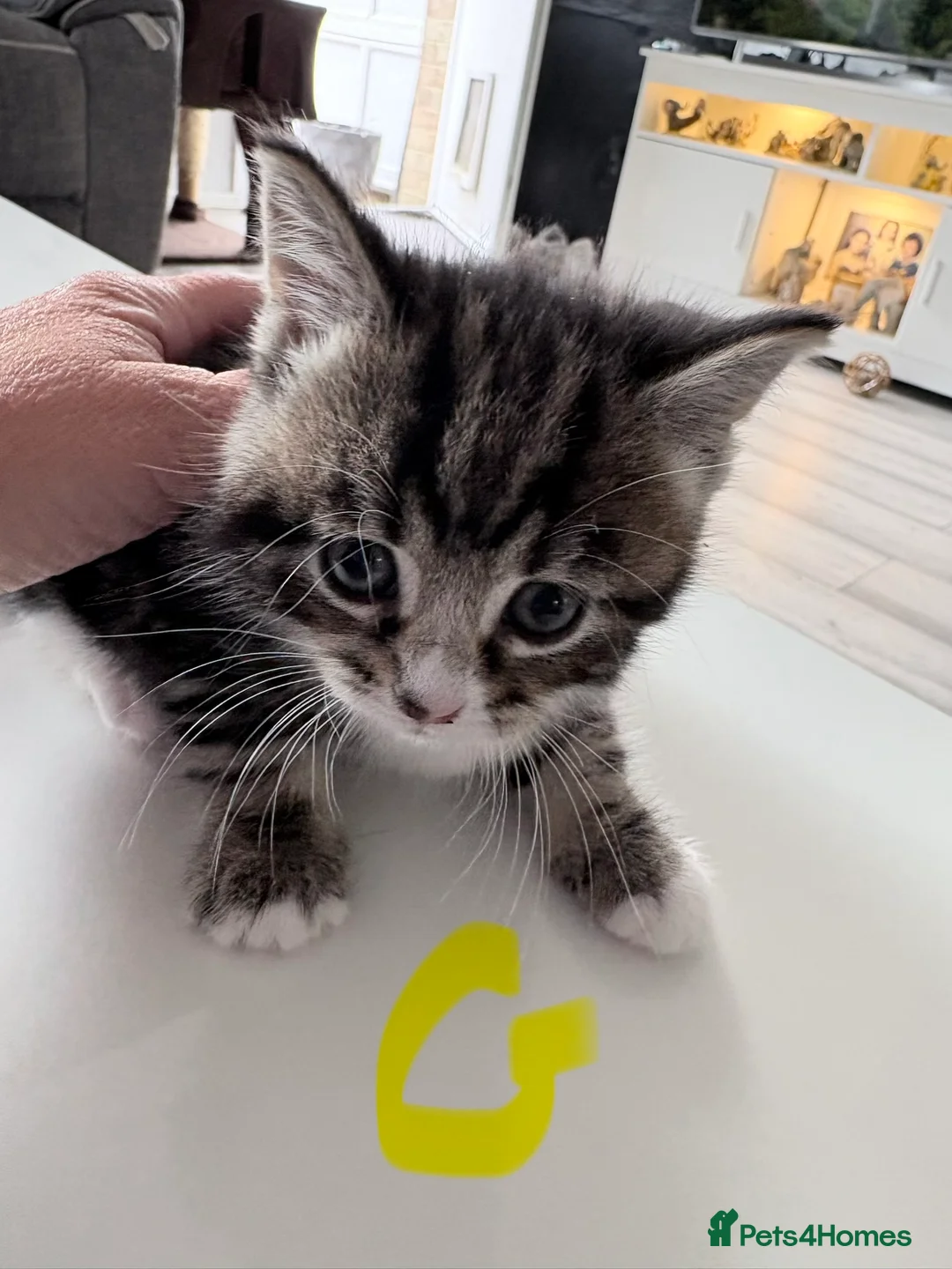 Mixed Breed cats for sale: Mixed breed kittens  - Advert 2