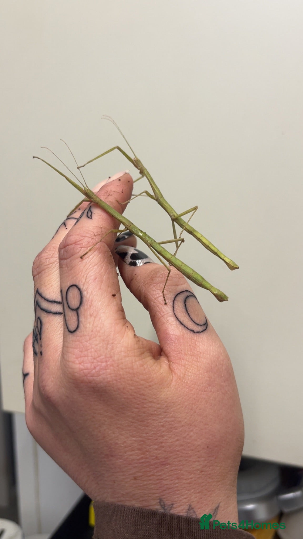 Stick Insects invertebrates Indian stick insects  - Advert 1