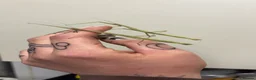 Stick Insects invertebrates for sale: Indian stick insects  - Advert 1
