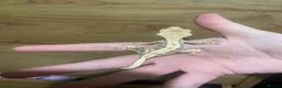 Gecko reptiles for sale: Crested Gecko Babies - Advert 2