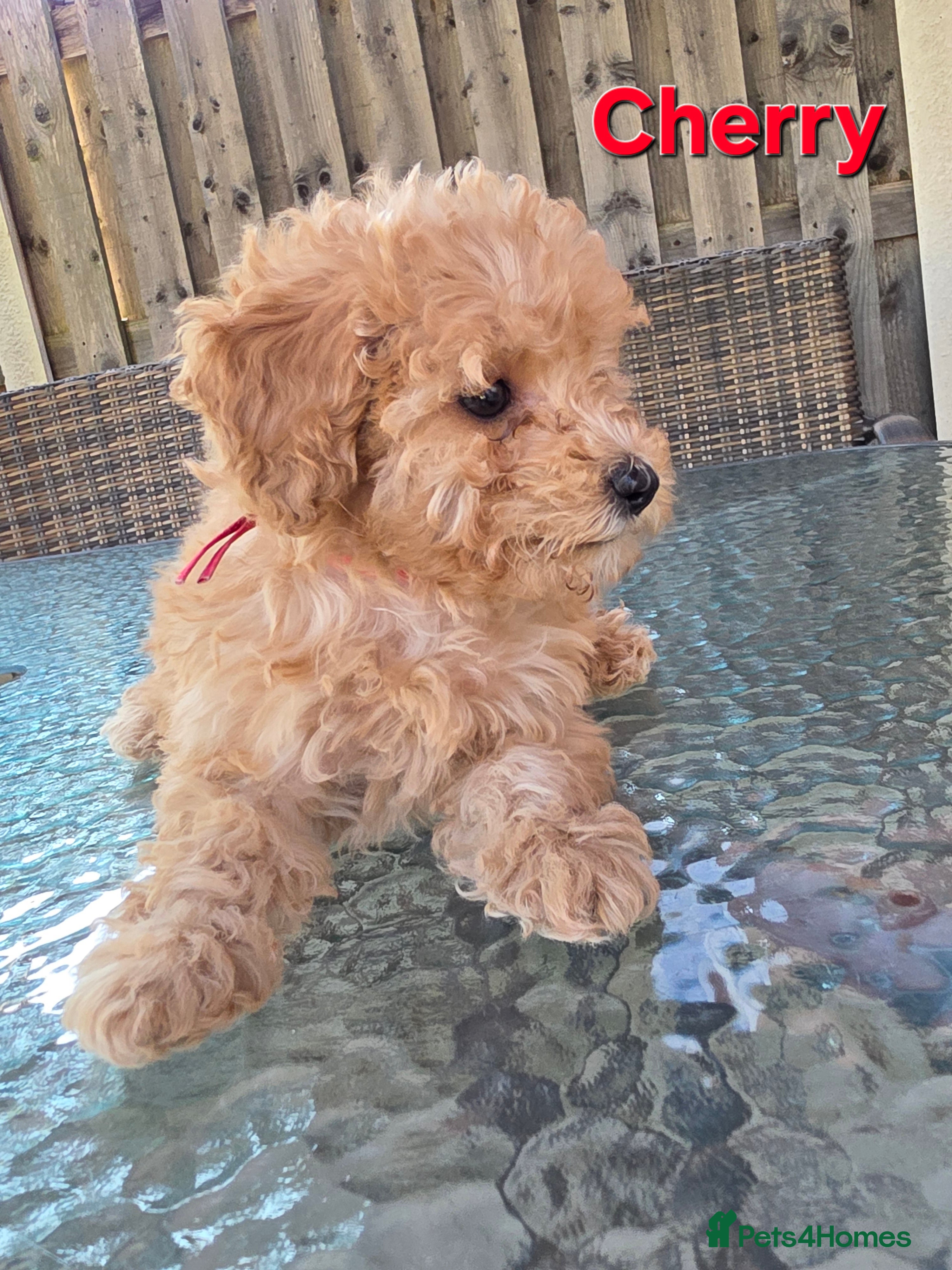 Poochon dogs for sale: Boys 850 , Girls 1050  - Advert 5