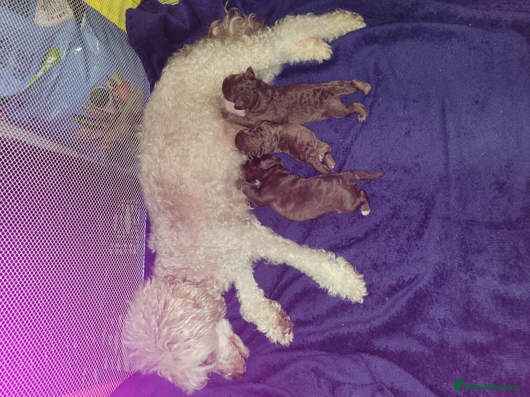 Toy Poodle dogs for sale: Asian toy poodle  - Image 5