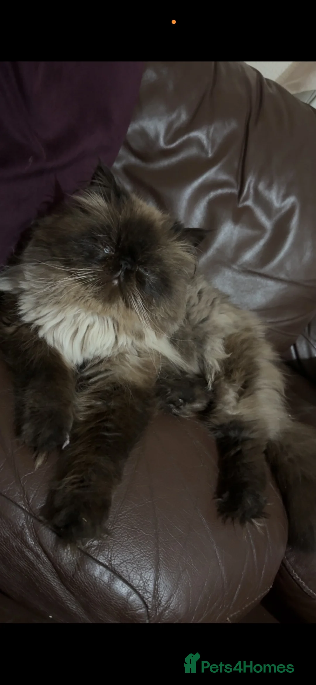 Himalayan cats for sale: Persian Himalayan boy  - Advert 2