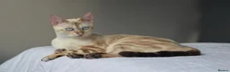 Bengal cats for sale: BENAMESE cubs ☁️🩷🩵 - Advert 10