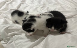 Mixed Breed cats for sale: 3 beautiful kittens - Dalmatian style  - Image 4