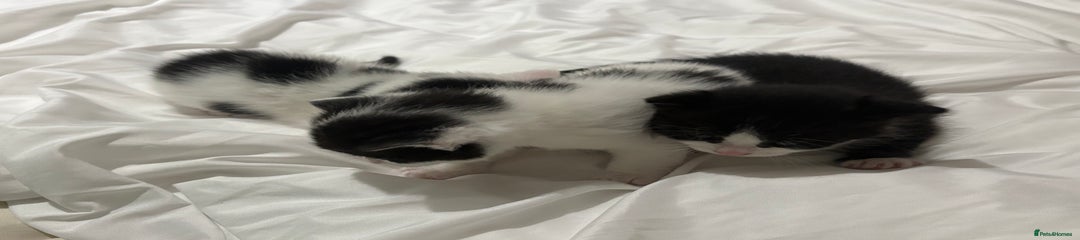 Mixed Breed Kitten 3
