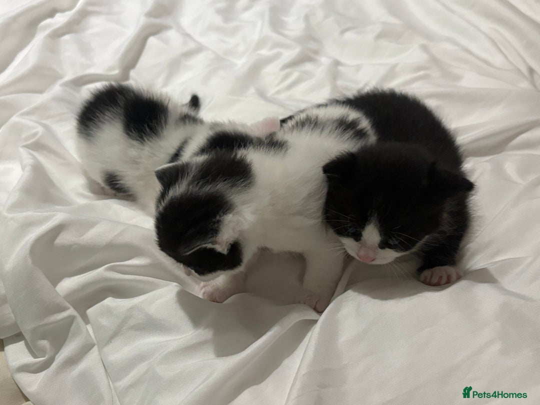 Mixed Breed cats for sale: 3 beautiful kittens - Dalmatian style  - Image 4