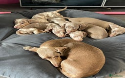 Miniature Dachshund dogs for sale: TRUE MINIATURE DASCHUND BABIES only 5 - Image 4