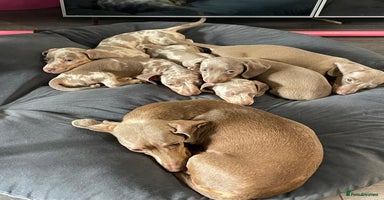 Miniature Dachshund dogs - Advert 8