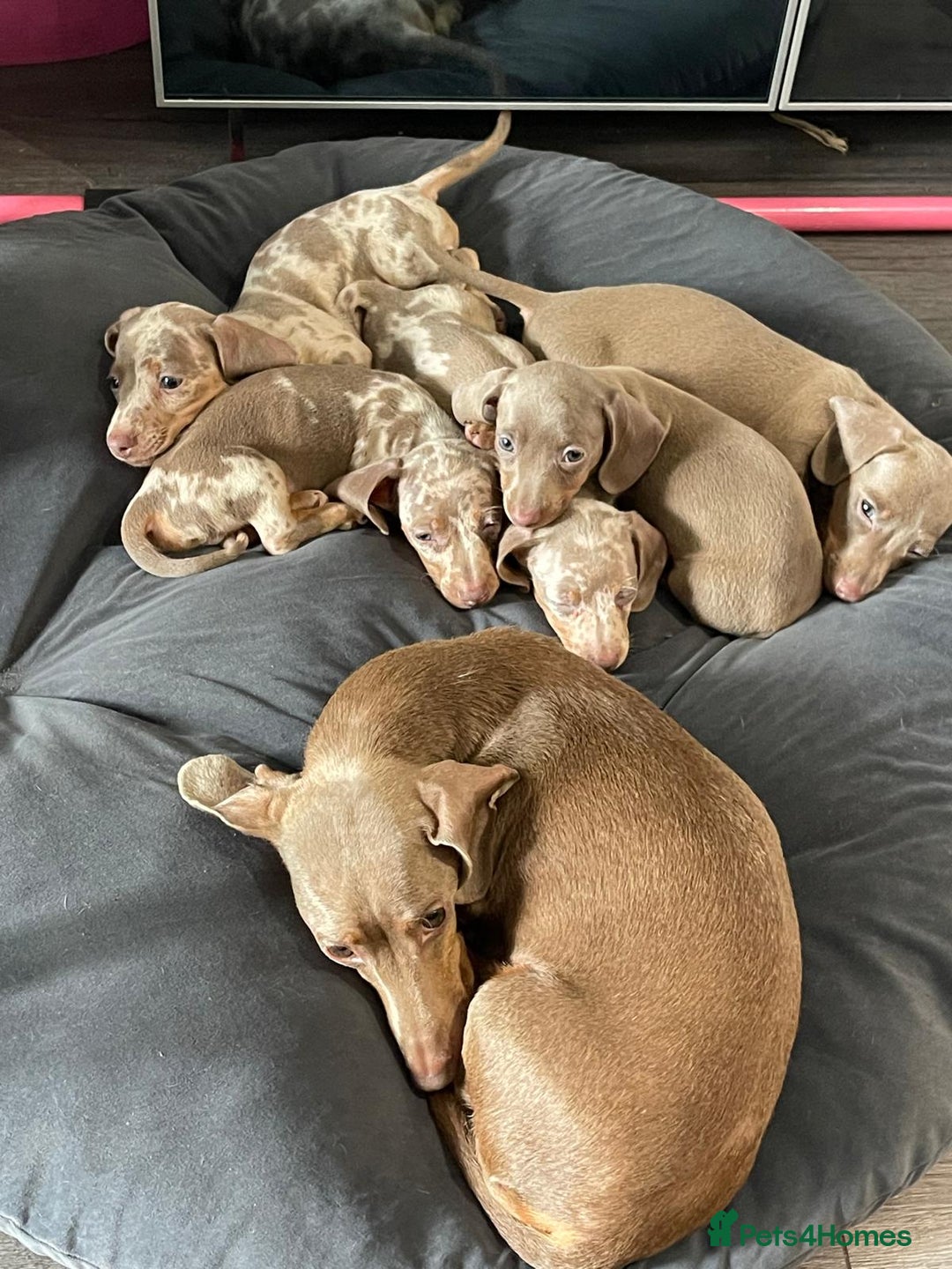 Miniature Dachshund dogs for sale: TRUE MINIATURE DASCHUND BABIES only 5 - Image 4
