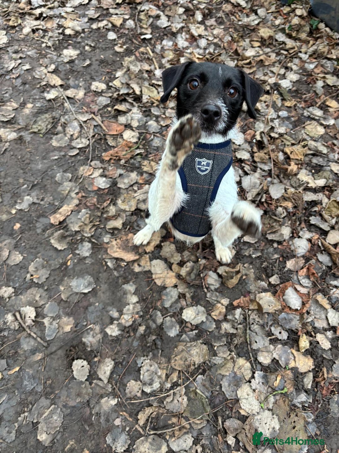 Patterdale Terrier dogs for adoption: Claus - Advert 3