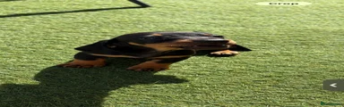Miniature Dachshund 4