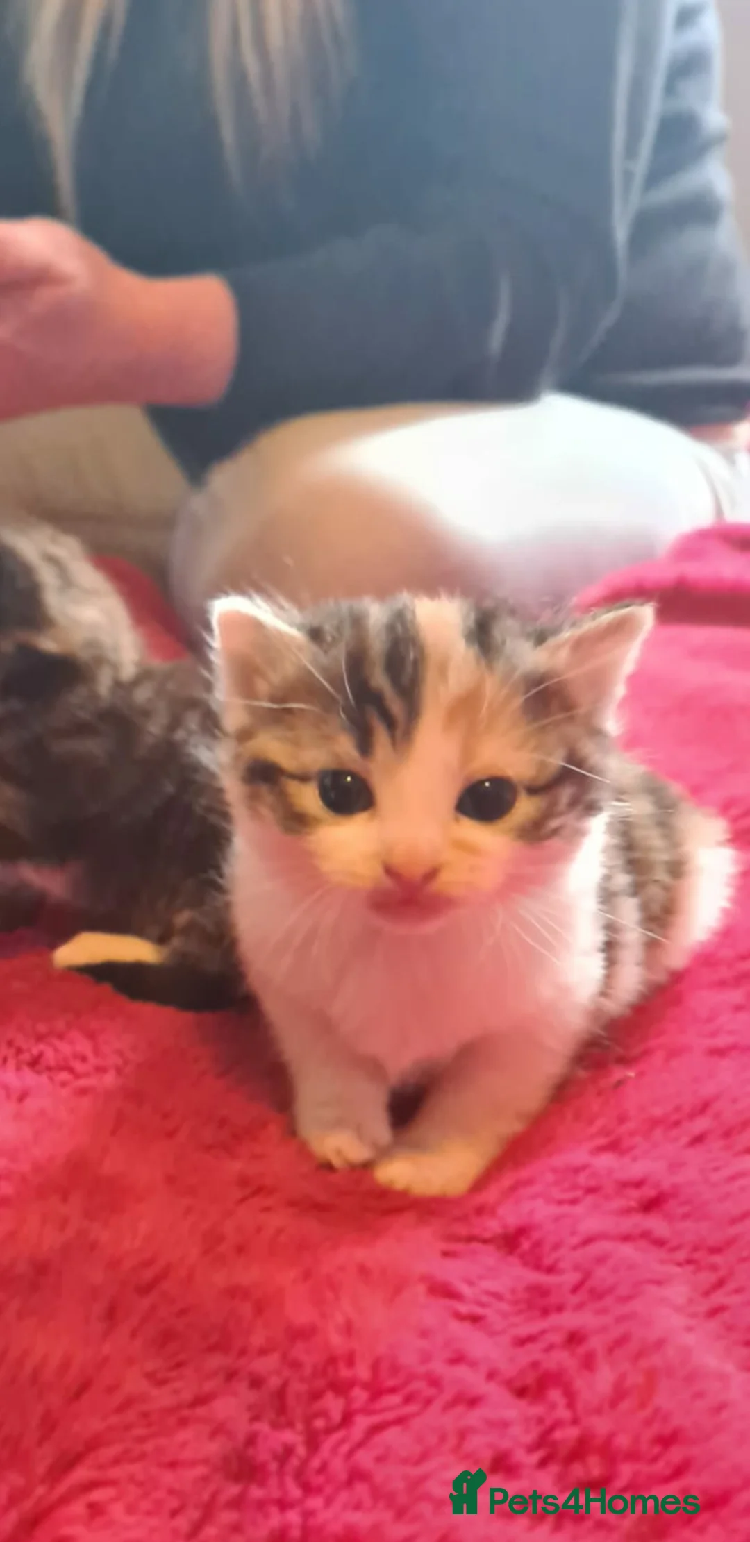 British Shorthair cats for sale: 4 incredibly stunning kittens - Advert 2